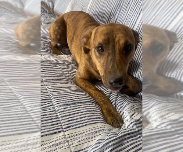 Medium Photo #7 Black Mouth Cur-Unknown Mix Puppy For Sale in Ridgefield, CT, USA