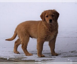 Golden Retriever Puppy for sale in FREDERICKSBG, OH, USA