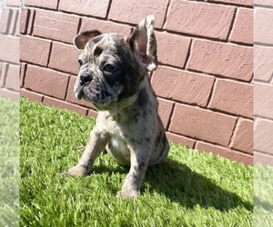 French Bulldog Puppy for sale in HOUSTON, TX, USA