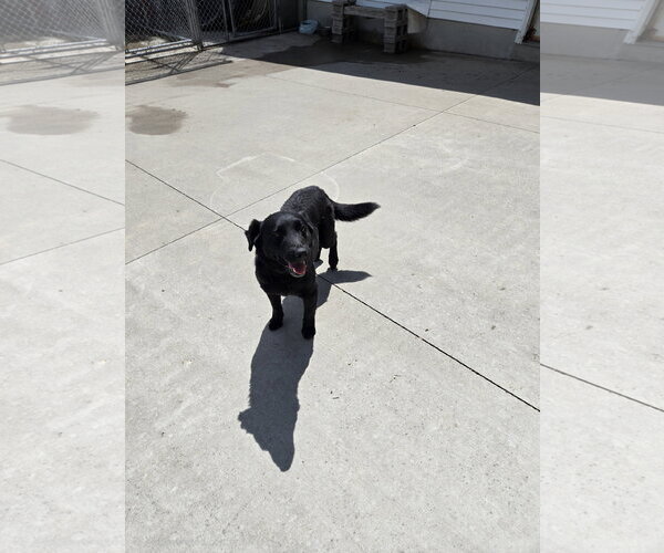 Medium Photo #1 Mutt Puppy For Sale in Maquoketa, IA, USA