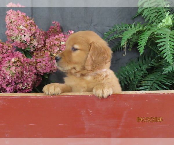 Medium Photo #2 Golden Retriever Puppy For Sale in THORP, WI, USA
