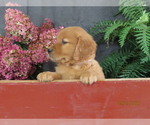 Kim - Female Golden Retriever Puppy for Sale - Photo #2
