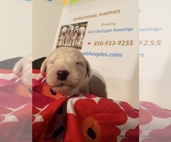 Medium Photo #1 Old English Sheepdog Puppy For Sale in TALLAHASSEE, FL, USA