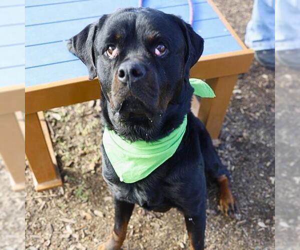 Medium Photo #2 Rottweiler Puppy For Sale in San Antonio, TX, USA
