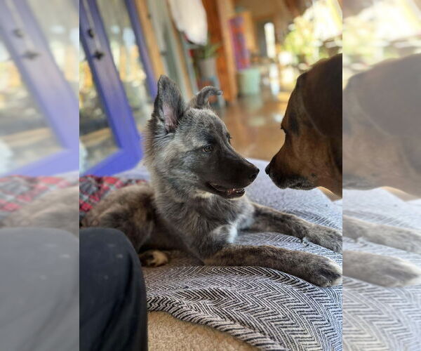 Medium Photo #3 German Shepherd Dog-Holland Shepherd Mix Puppy For Sale in Aurora, IN, USA