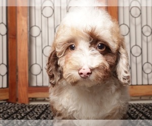 Medium Poodle (Miniature)