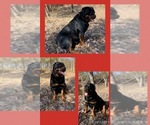 Small Photo #1 Rottweiler Puppy For Sale in SHEPHERDSVILLE, KY, USA