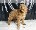 Small #4 Poodle (Miniature)