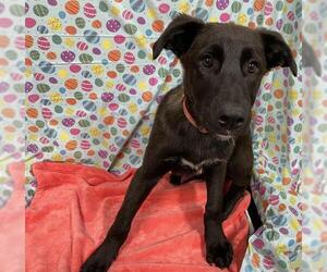 Border Collie-Unknown Mix Dogs for adoption in Modesto, CA, USA