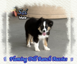 Miniature Australian Shepherd Puppy for sale in FORESTBURG, TX, USA