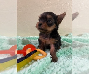 Yorkshire Terrier Puppy for sale in MADEIRA BEACH, FL, USA