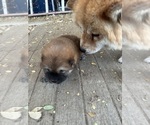 The Lioness - Female Chow Chow Puppy for Sale - Photo #3