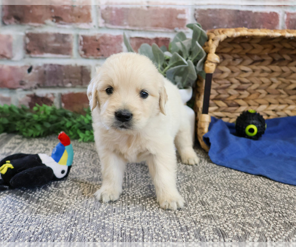Medium Photo #9 Golden Retriever Puppy For Sale in SYRACUSE, IN, USA