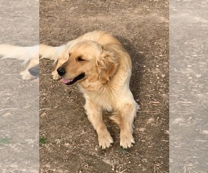 Golden Retriever Dogs for adoption in BATTLEFIELD, MO, USA