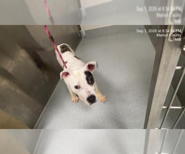 Medium Photo #2 American Pit Bull Terrier Puppy For Sale in Ocala, FL, USA