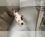 Small Photo #2 American Pit Bull Terrier Puppy For Sale in Ocala, FL, USA
