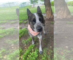 Mutt Dogs for adoption in Tulsa, OK, USA