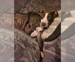 Small #1 American Pit Bull Terrier-Labrador Retriever Mix