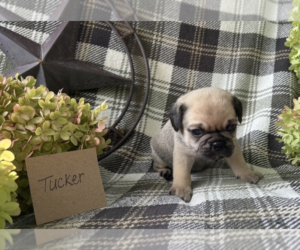 Medium Photo #2 Puggle Puppy For Sale in ELKTON, VA, USA