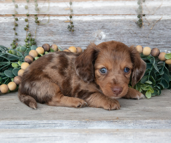 Medium Photo #1 Dachshund Puppy For Sale in NAPPANEE, IN, USA