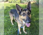 Small #4 German Shepherd Dog