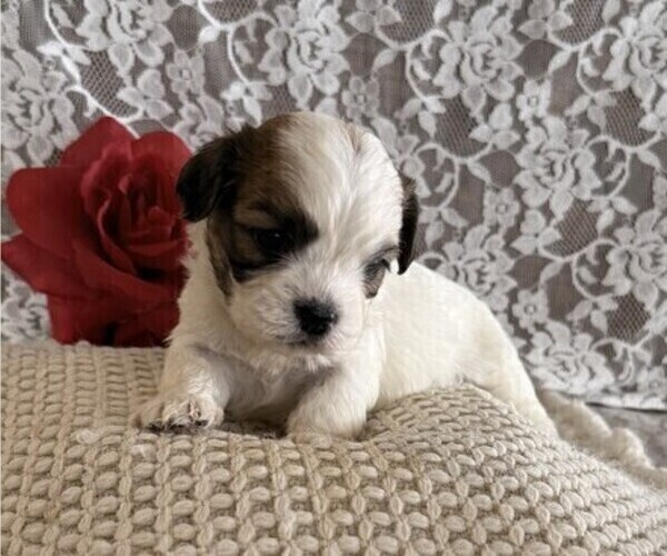 Medium Photo #2 Cavachon-Shih Tzu Mix Puppy For Sale in THORP, WI, USA