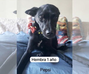 Chihuahua-Labrador Retriever Mix Dogs for adoption in Fallbrook, CA, USA