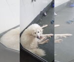 Small #14 Great Pyrenees Mix