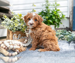 Small Photo #7 Goldendoodle (Miniature) Puppy For Sale in SHIPSHEWANA, IN, USA