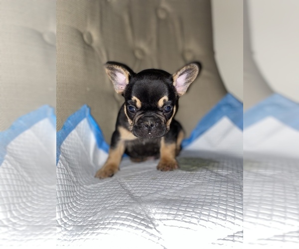 Medium Photo #6 French Bulldog Puppy For Sale in MONEE, IL, USA