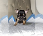 Small Photo #6 French Bulldog Puppy For Sale in MONEE, IL, USA