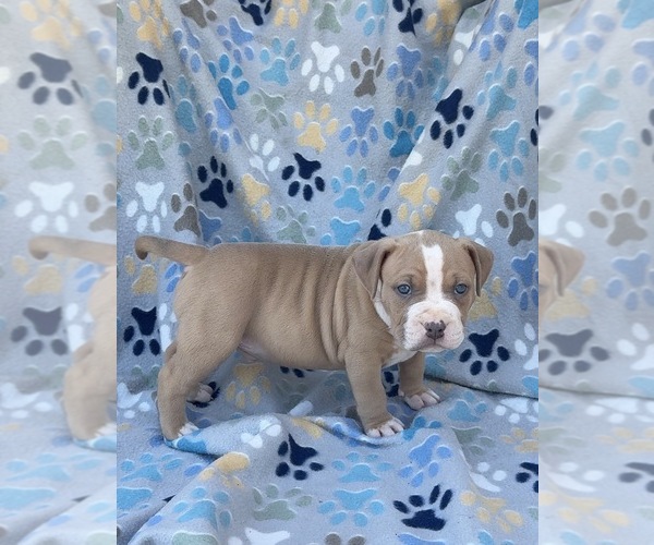 Medium Photo #1 American Bully Puppy For Sale in FAIRFIELD, CA, USA
