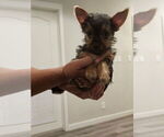 Small #2 Yorkshire Terrier