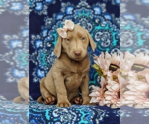 Labrador Retriever Puppy for sale in KINZERS, PA, USA