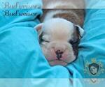 Small Photo #7 Olde English Bulldogge Puppy For Sale in WRIGHT CITY, MO, USA