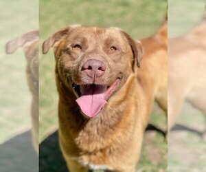 Chesapeake Bay Retriever Dogs for adoption in Great Bend, KS, USA