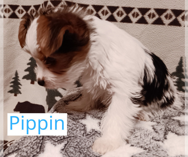 Medium Photo #2 Biewer Yorkie Puppy For Sale in GRANBURY, TX, USA