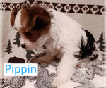 3 Parti Biewer - Male Biewer Yorkie Puppy for Sale - Photo #2