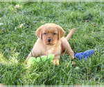 Ricky - Male Labrador Retriever Puppy for Sale - Small photo