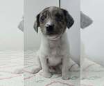 Small Australian Shepherd Mix