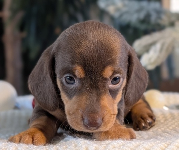 Medium Photo #2 Dachshund Puppy For Sale in GOSHEN, IN, USA