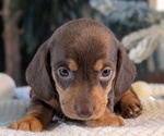 Small #1 Dachshund