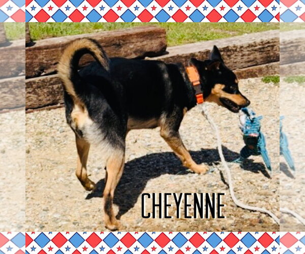 Medium Photo #2 Siberian Husky-Unknown Mix Puppy For Sale in Red Lodge, MT, USA