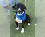 Small #2 American Pit Bull Terrier