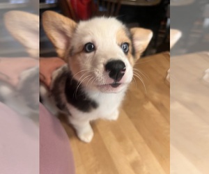 American Corgi Puppy for sale in GRAHAM, WA, USA