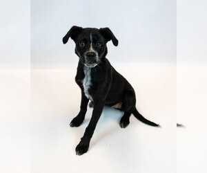 Korra - Female Labrador Retriever-Unknown Mix Dog for Adoption - Photo #2