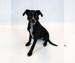 Small #1 Labrador Retriever Mix