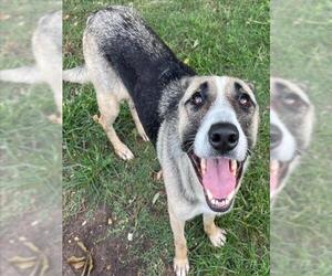 Labrador Retriever-Unknown Mix Dogs for adoption in Texas City, TX, USA