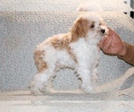 Small #14 Goldendoodle (Miniature)