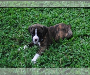 Medium Boxer